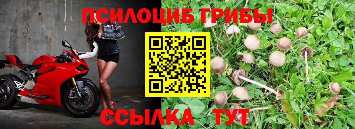 купить наркотики цена  Вход с VPN  Владикавказ  Псилоцибиновые грибы MAGIC MUSHROOMS 